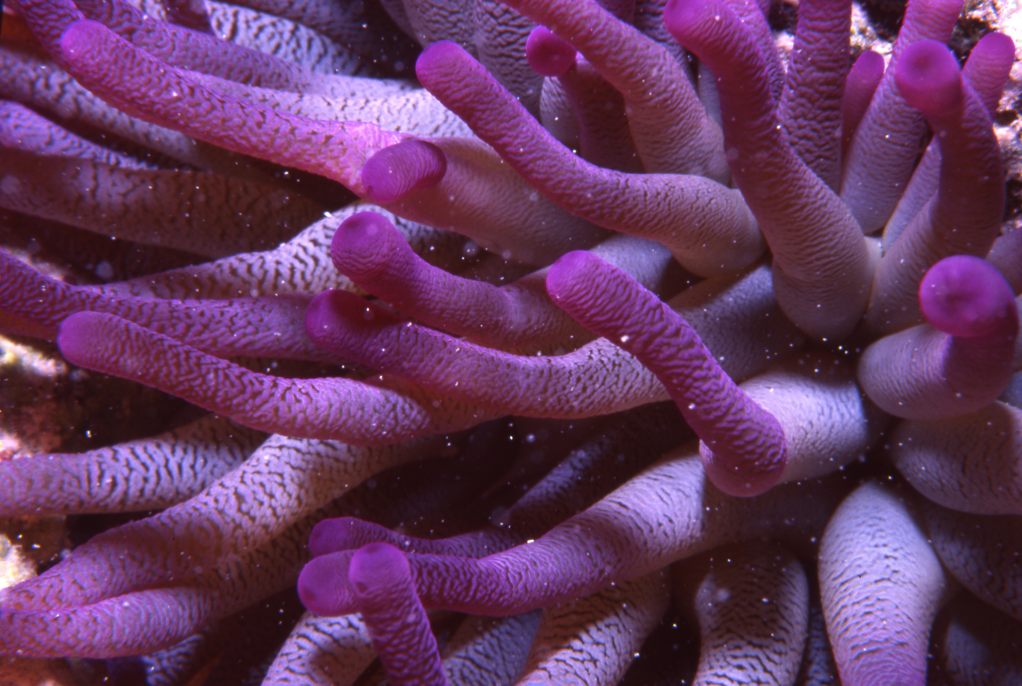 Bonaire 94   Purple Anemone
